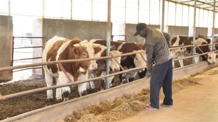 【鄉(xiāng)村行·看振興】高臺 “畜”勢勃發(fā)牧歌歡——畜牧漁業(yè)飼料銷售助力產(chǎn)業(yè)興旺