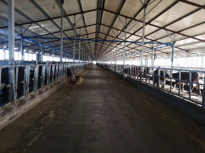 雙鴨山市 龍頭帶動，牛業(yè)起航，畜牧漁業(yè)飼料銷售新篇章